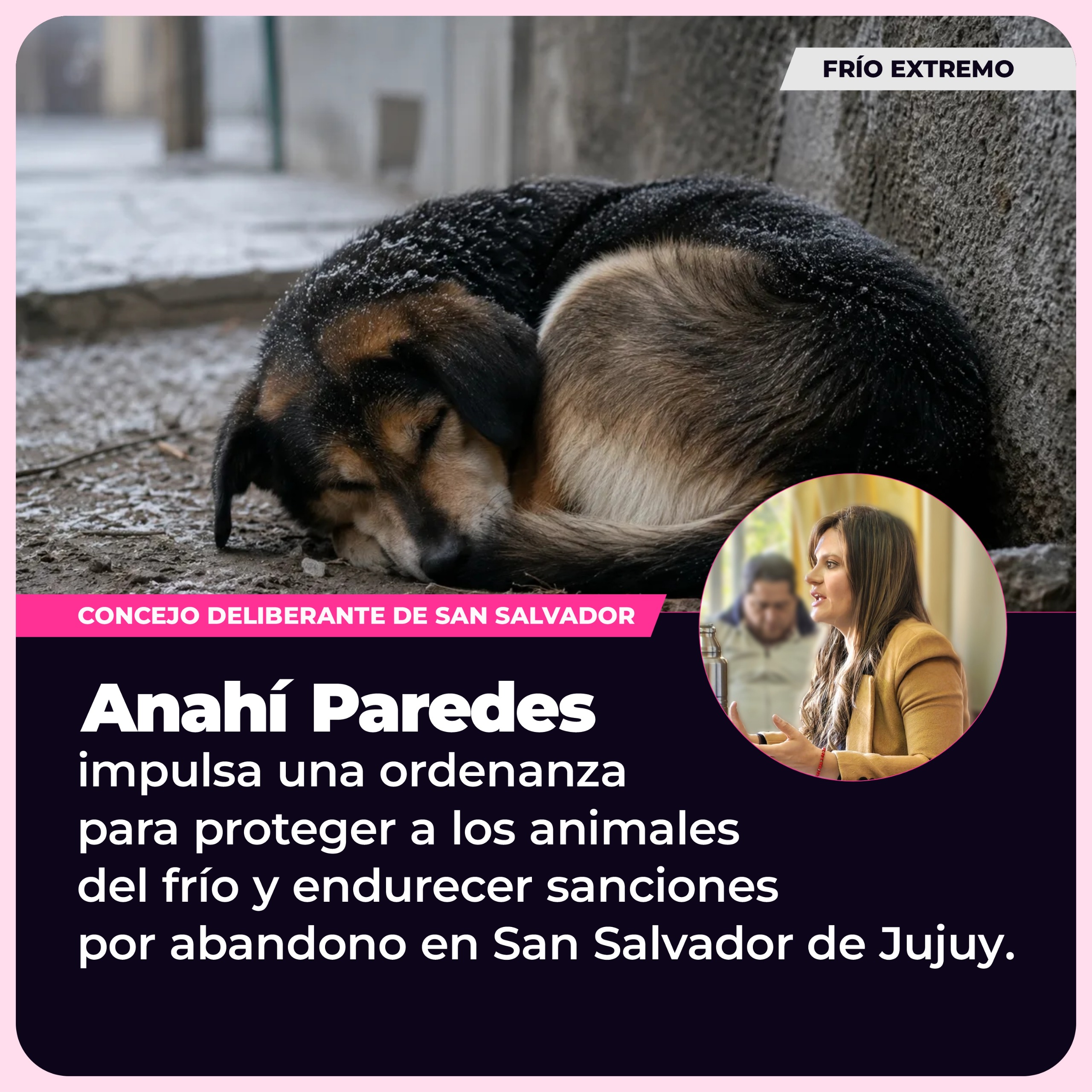 Anahí Paredes impulsa una ordenanza para proteger a los animales del frío y endurecer sanciones por abandono en San Salvador de Jujuy